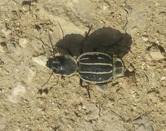 Graphipterus exclamationis