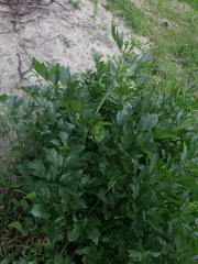Levisticum officinale
