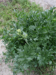 Levisticum officinale
