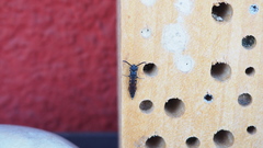 Sapyga quinquepunctata