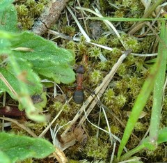 Formica rufa
