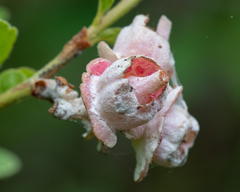 Exobasidium vaccinii