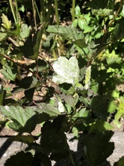 Podosphaera physocarpi