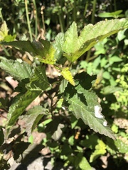 Podosphaera physocarpi