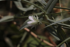 Stellaria hebecalyx