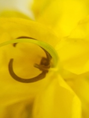 Senna viarum