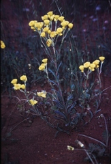 Waitzia nitida
