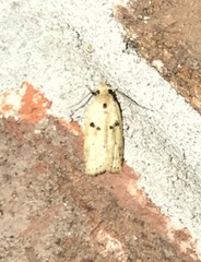 Scythropiodes issikii
