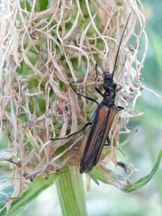Oedemera pthysica