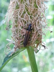 Oedemera pthysica