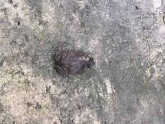 Rhinella humboldti