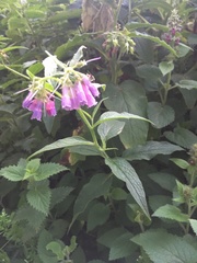 Symphytum × uplandicum