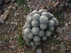 Mammillaria parkinsonii