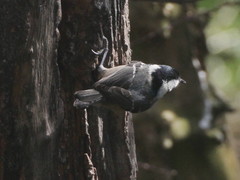 Periparus ater