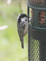 Periparus ater