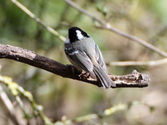 Periparus ater