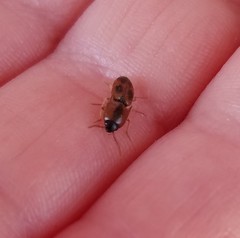 Aeolus mellillus