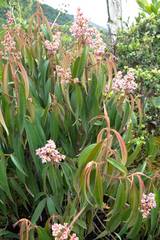 Miconieae