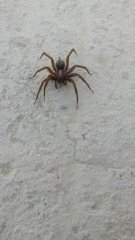 Araneae