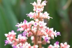 Miconieae