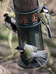 Parus major