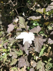 Podosphaera physocarpi