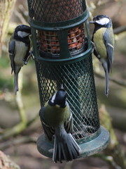 Parus major