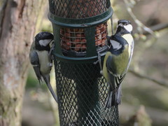 Parus major