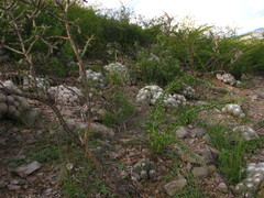 Mammillaria parkinsonii