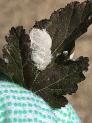 Podosphaera physocarpi