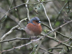 Fringilla coelebs