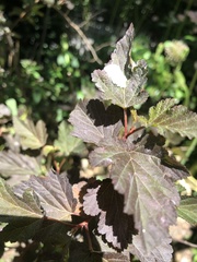 Podosphaera physocarpi