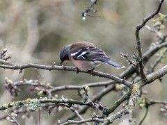 Fringilla coelebs