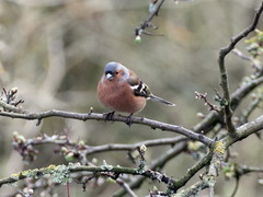 Fringilla coelebs
