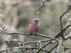 Fringilla coelebs
