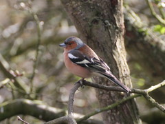 Fringilla coelebs