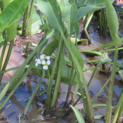 Sagittaria platyphylla