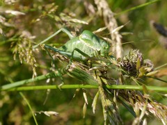 Polysarcus denticauda