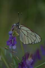 Aporia crataegi