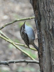 Certhia familiaris