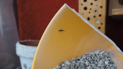 Monodontomerus obscurus