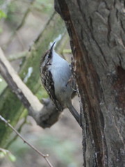 Certhia familiaris