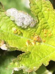 Podosphaera physocarpi