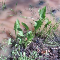 Sagittaria platyphylla
