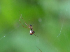 Argyrodes argyrodes