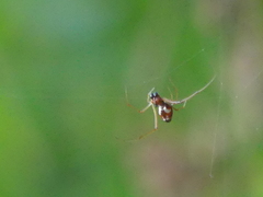Argyrodes argyrodes
