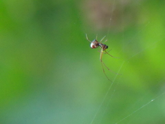 Argyrodes argyrodes