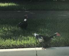 Cairina moschata domestica