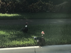 Cairina moschata domestica