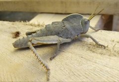 Pamphagus cristatus